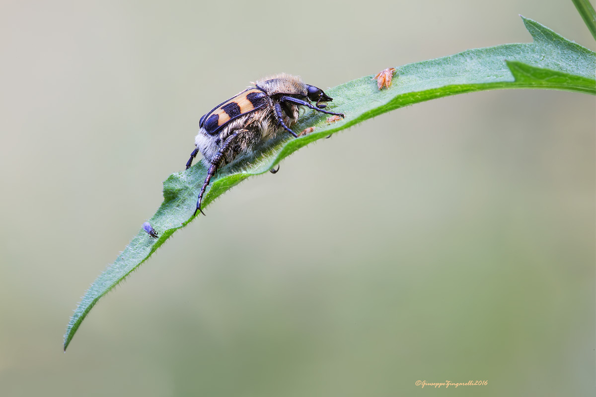 Trichius zonatus, Cetoniidae